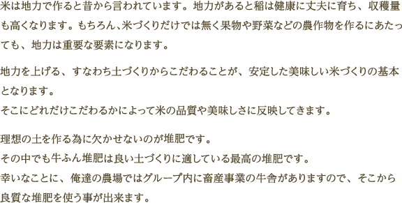 米は地力で作ると昔から言われています。地力があると稲は健康に丈夫に育ち、収穫量も高くなります。もちろん、米づくりだけでは無く果物や野菜などの農作物を作るにあたっても、地力は重要な要素になります。地力を上げる、すなわち土づくりからこだわることが、安定した美味しい米づくりの基本となります。そこにどれだけこだわるかによって米の品質や美味しさに反映してきます。理想の土を作る為に欠かせないのが堆肥です。その中でも牛ふん堆肥は良い土づくりに適している最高の堆肥です。幸いなことに、俺達の農場ではグループ内に畜産事業の牛舎がありますので、そこから良質な堆肥を使う事が出来ます。